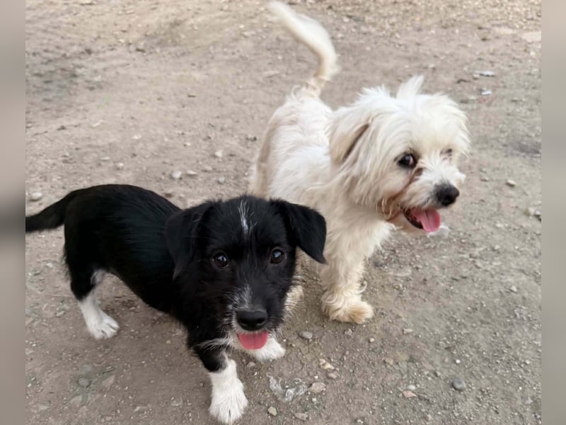 Perla sucht eine liebevolle Familie!