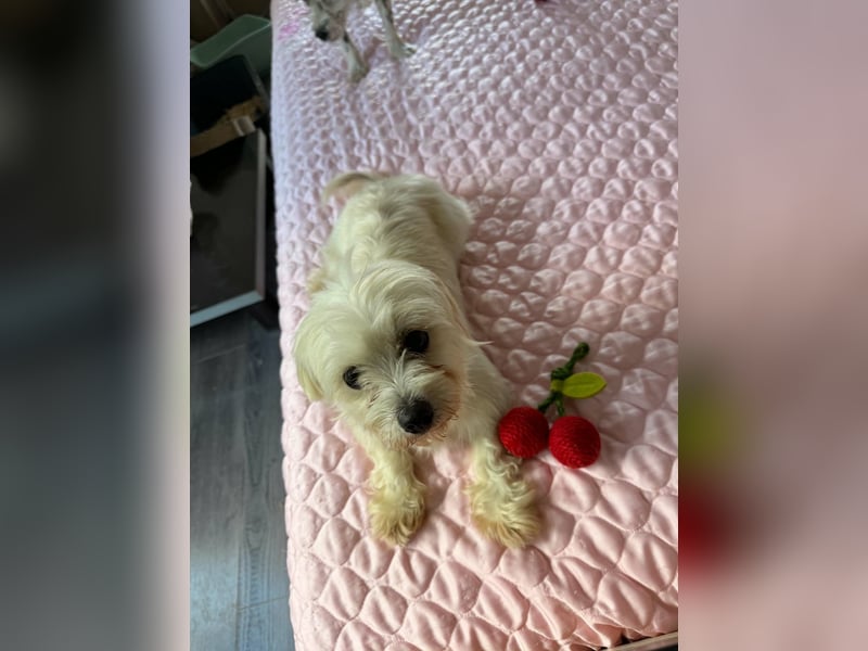 Perla sucht eine liebevolle Familie!