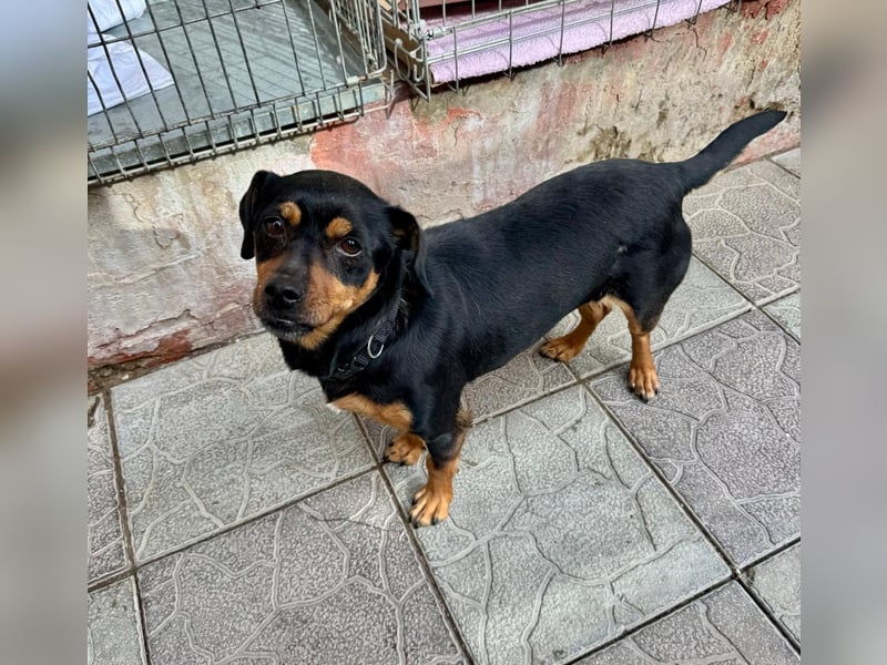 Liza - süße Maus sucht Ihre Familie