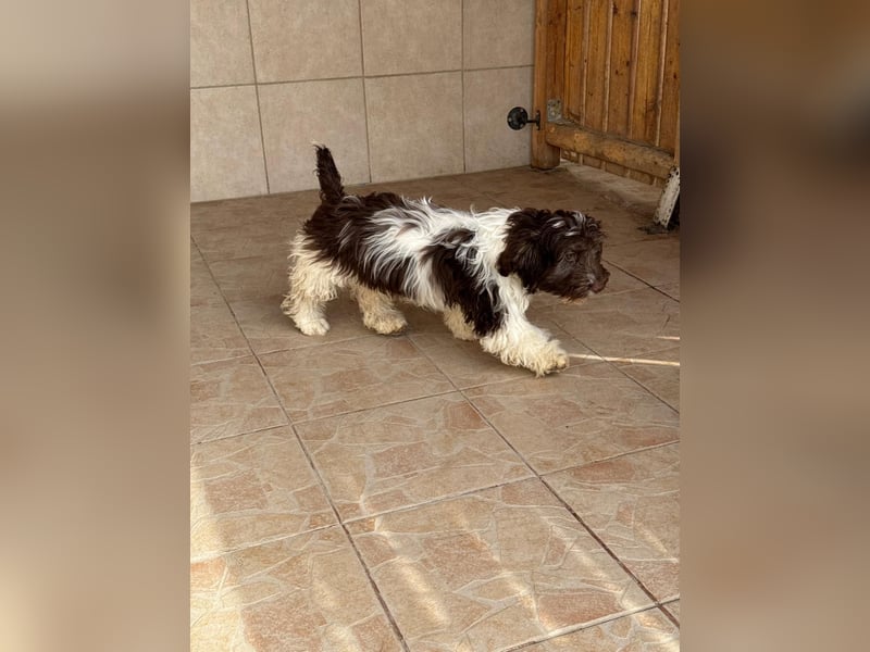 Flocke sucht sein Glück