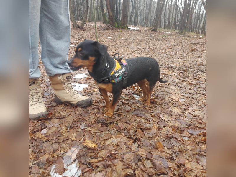 Liza - süße Maus sucht Ihre Familie