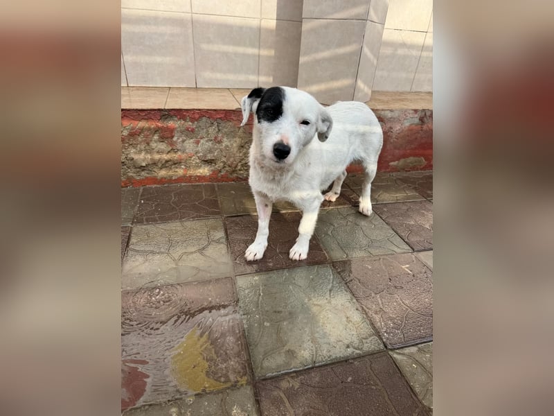 Spoty sucht Ihre Menschen