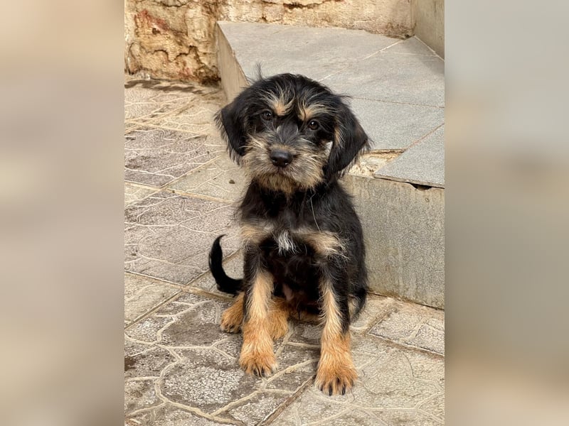 Keks sucht seine Menschen