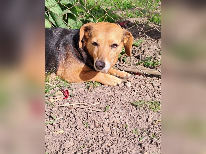 Bibi sucht ruhiges Zuhause!