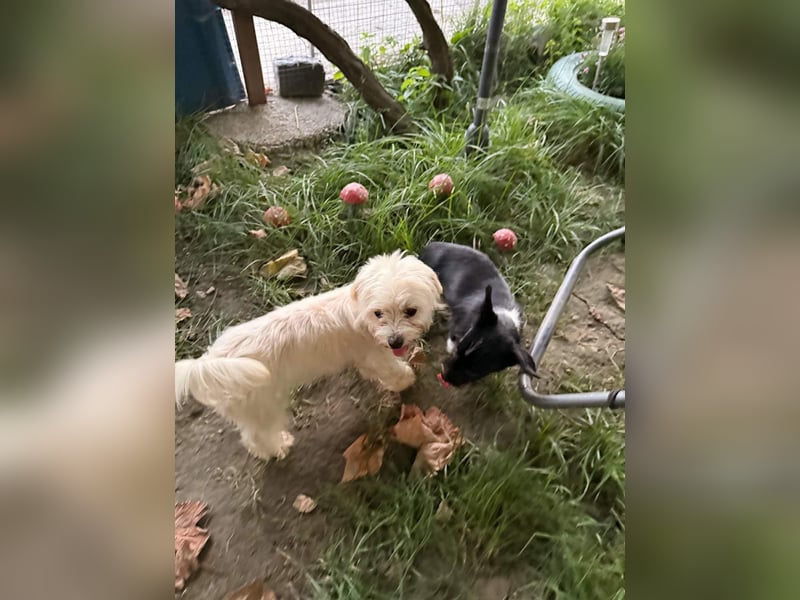Perla sucht eine liebevolle Familie!