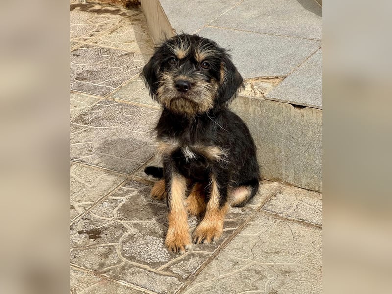 Keks sucht seine Menschen