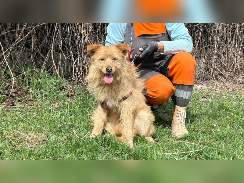 Benny sucht seine Familie