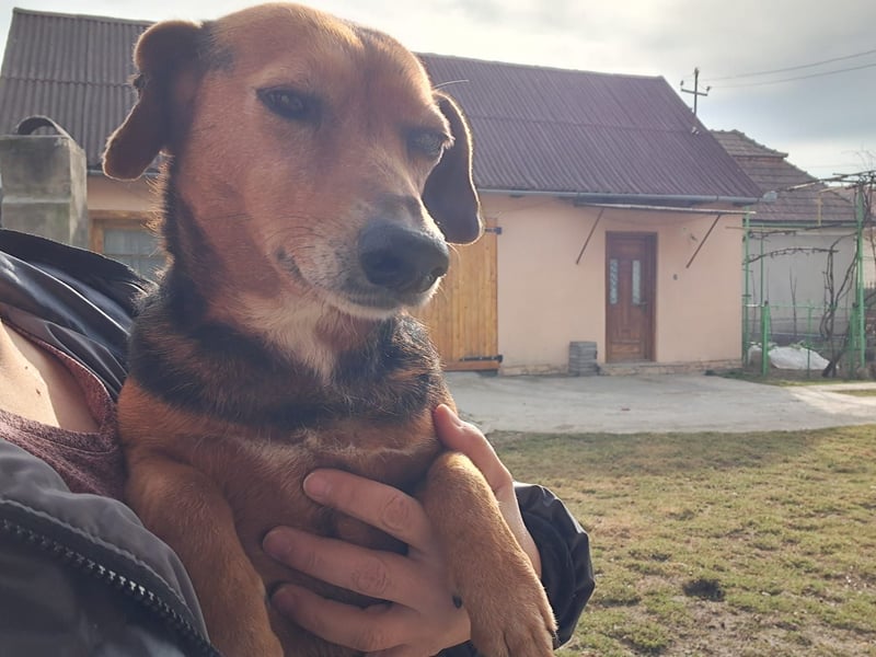 Bibi sucht ruhiges Zuhause!