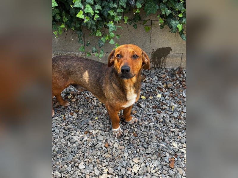 Arni sucht sein Zuhause