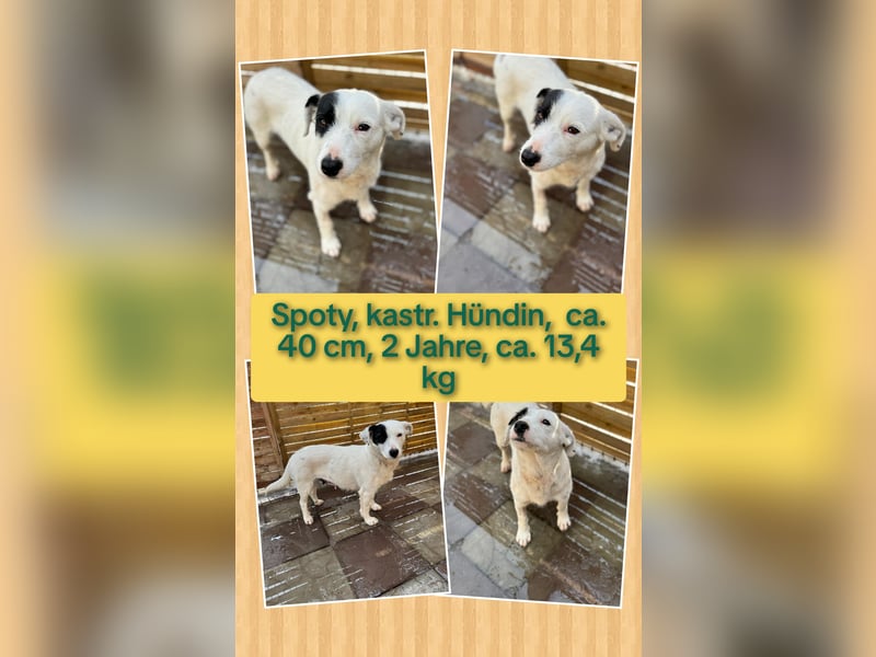 Spoty sucht Ihre Menschen