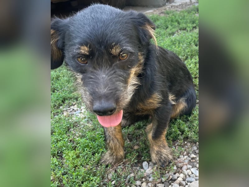Coco sucht eine liebevolle Familie
