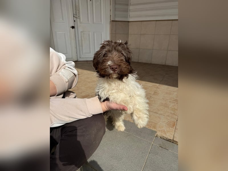 Flocke sucht sein Glück