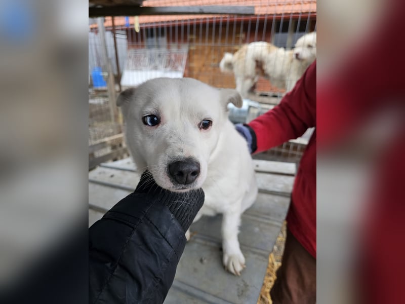 Albutu - der Schatz!