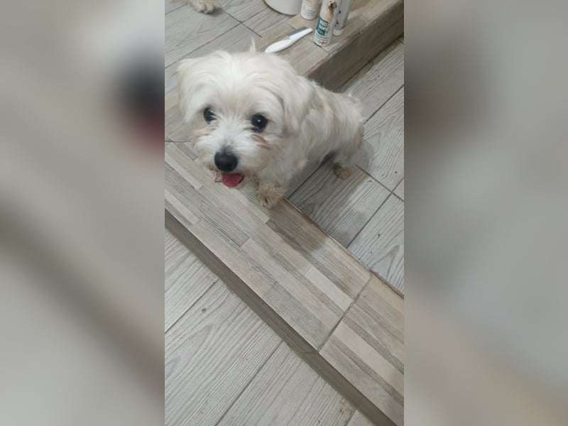 Perla sucht eine liebevolle Familie!