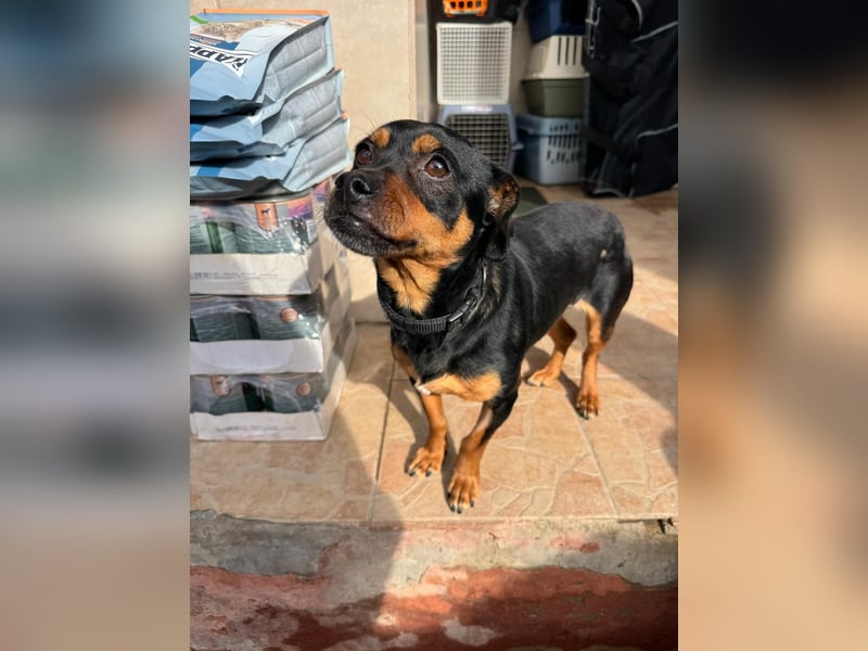 Liza - süße Maus sucht Ihre Familie