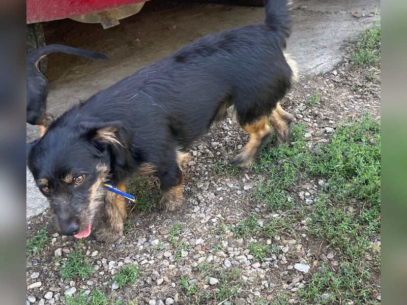 Coco sucht eine liebevolle Familie
