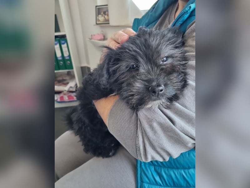 Ronja Welpe - sucht Ihre Familie!