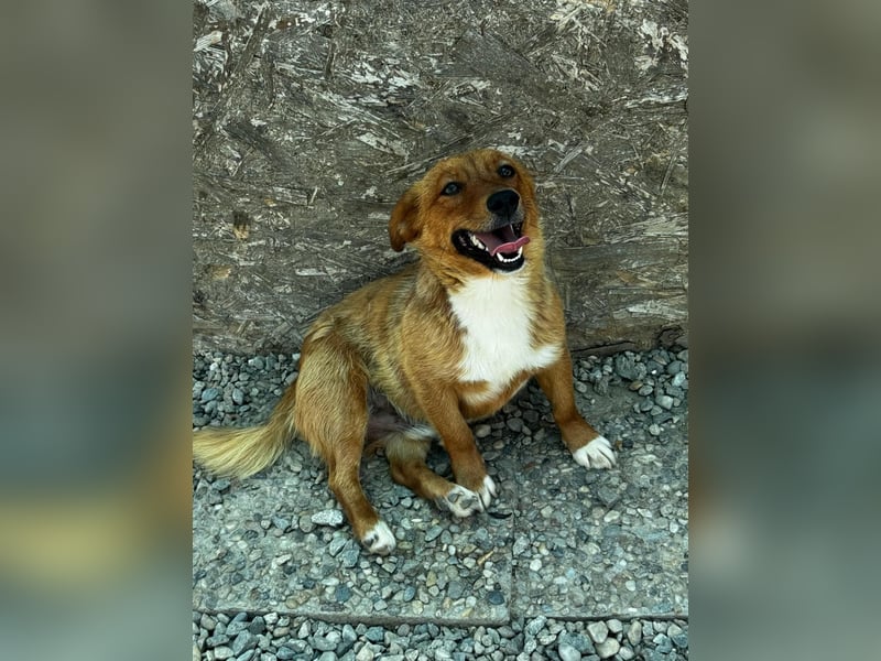 Pixel möchte auch ein Zuhause!