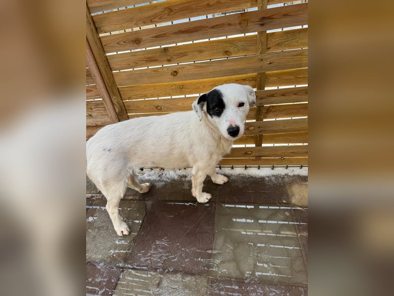 Spoty sucht Ihre Menschen