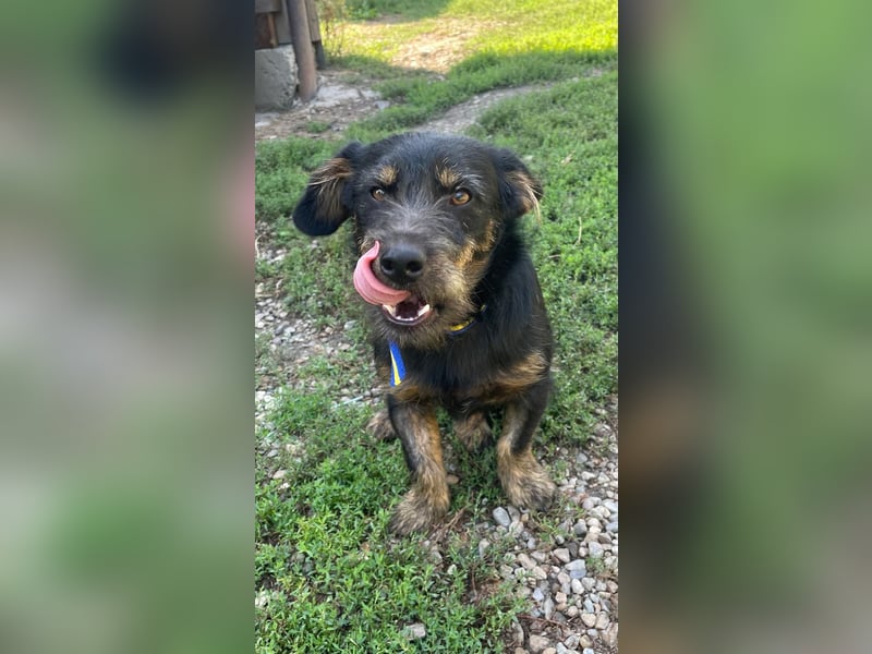 Coco sucht eine liebevolle Familie