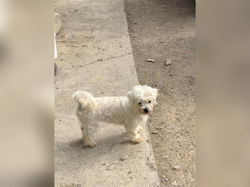 Perla sucht eine liebevolle Familie!