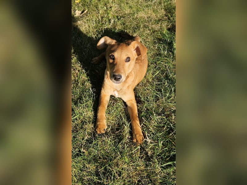 Nuka Welpe - sucht Familie