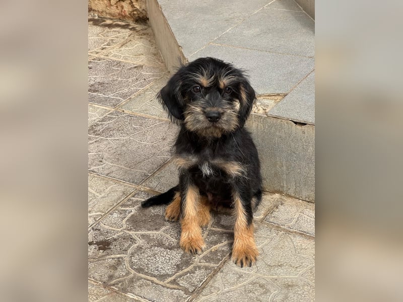 Keks sucht seine Menschen