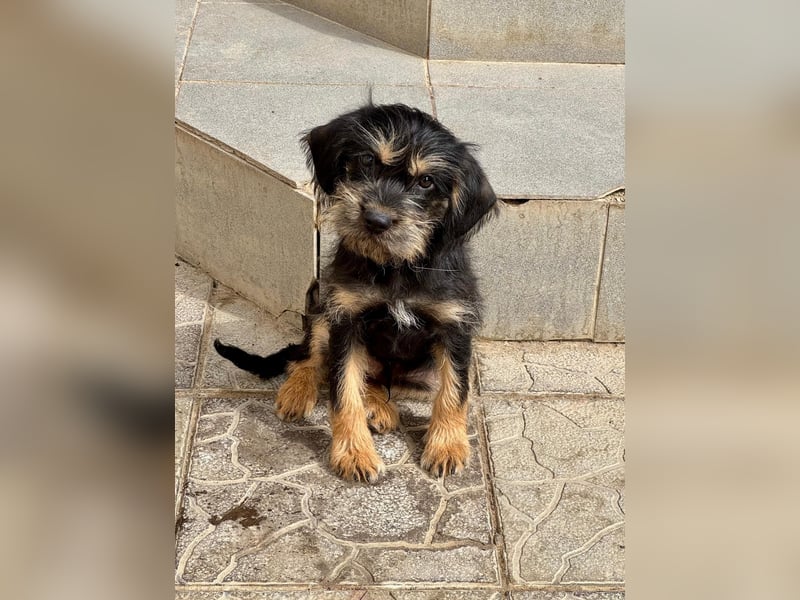 Keks sucht seine Menschen