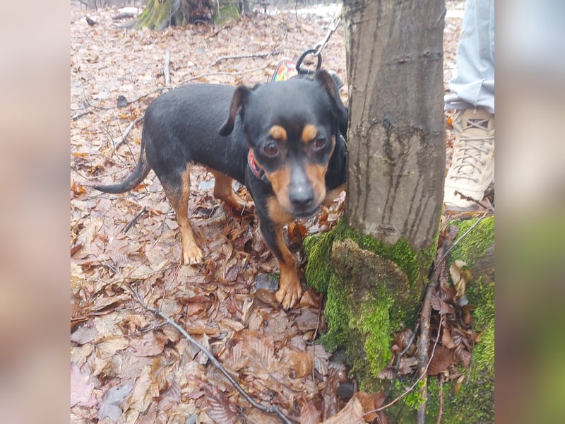 Liza - süße Maus sucht Ihre Familie