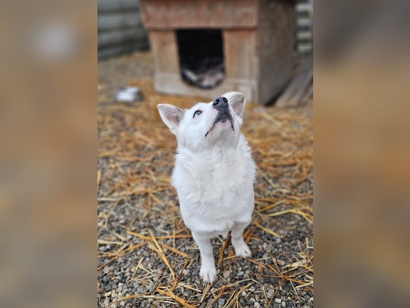 Albutu - der Schatz!