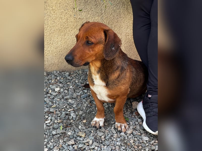 Arni sucht sein Zuhause