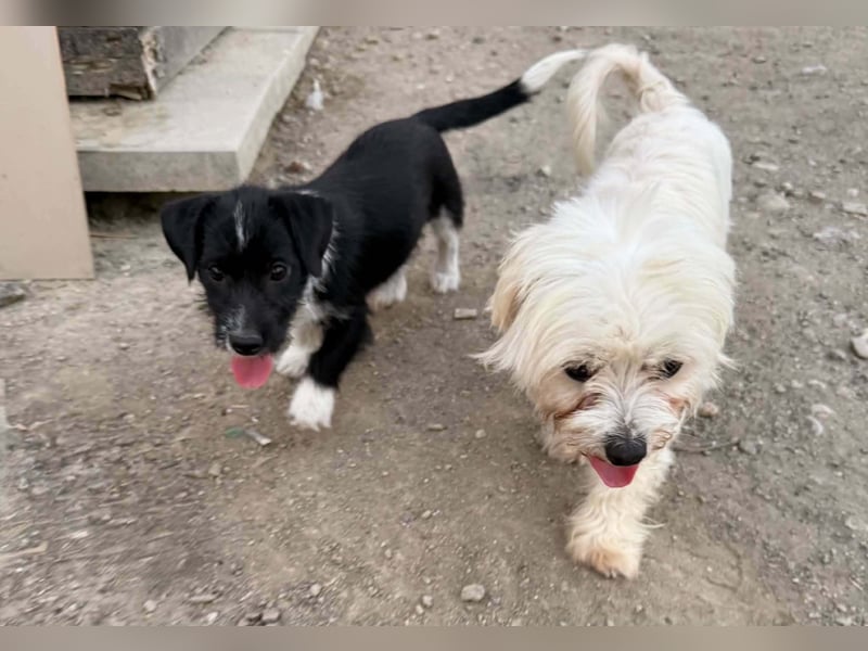 Perla sucht eine liebevolle Familie!