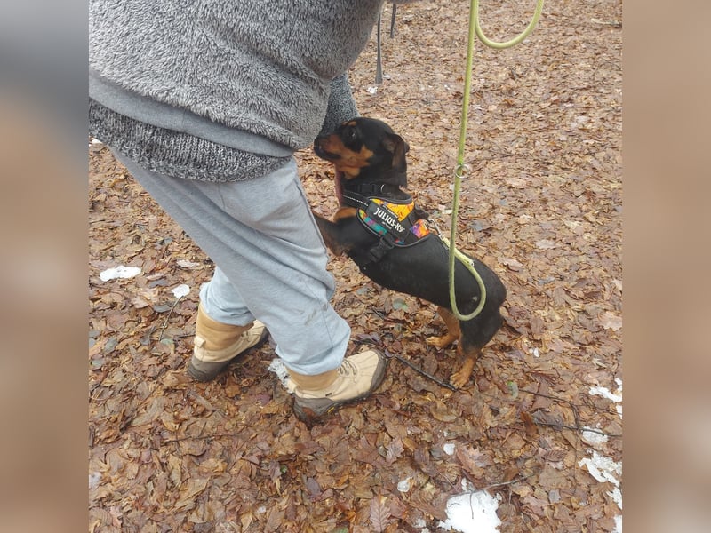 Liza - süße Maus sucht Ihre Familie