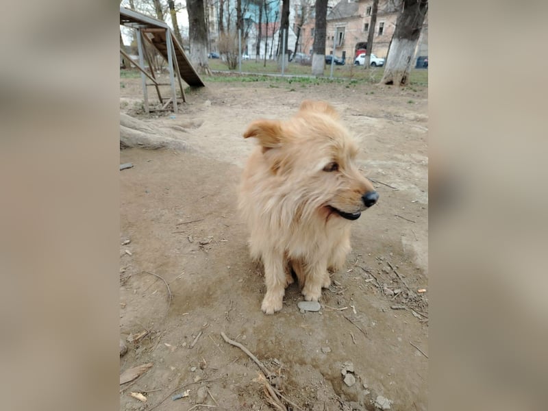 Benny sucht seine Familie
