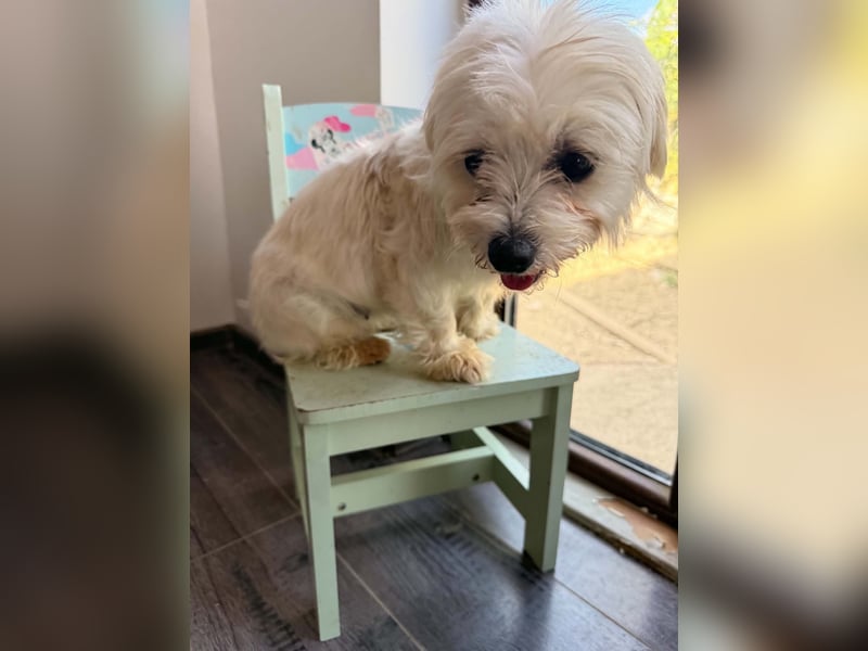 Perla sucht eine liebevolle Familie!