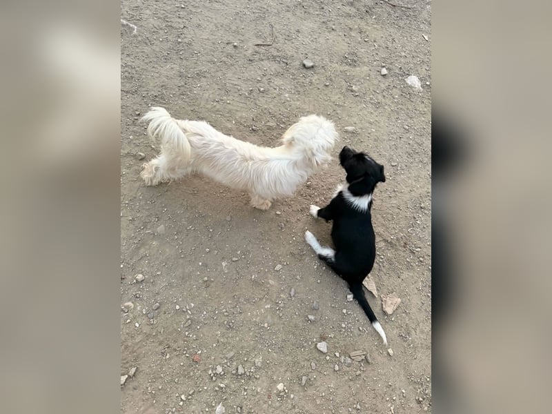 Perla sucht eine liebevolle Familie!