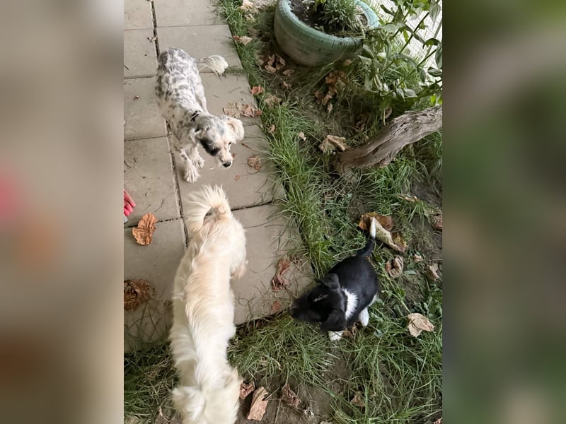Perla sucht eine liebevolle Familie!