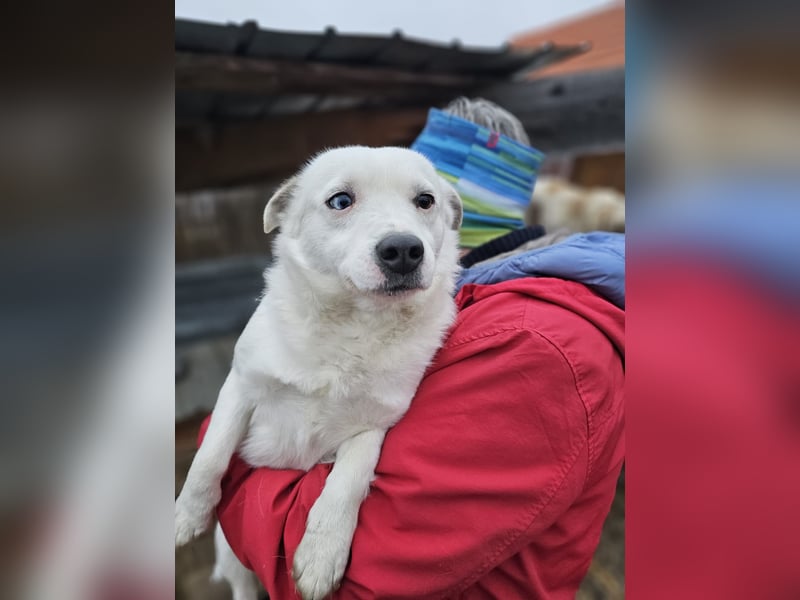 Albutu - der Schatz!