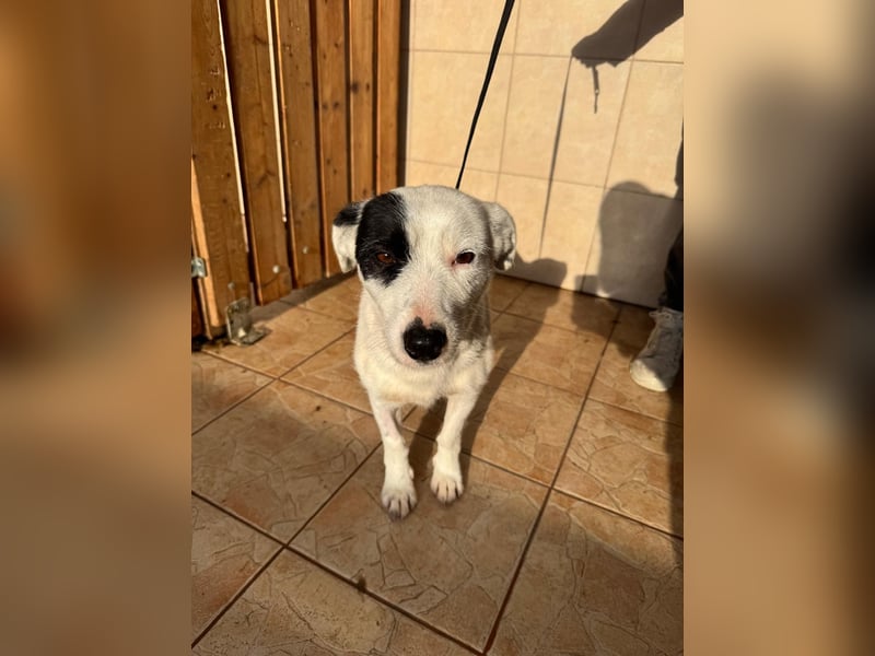 Spoty sucht Ihre Menschen