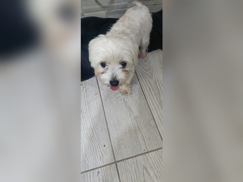 Perla sucht eine liebevolle Familie!
