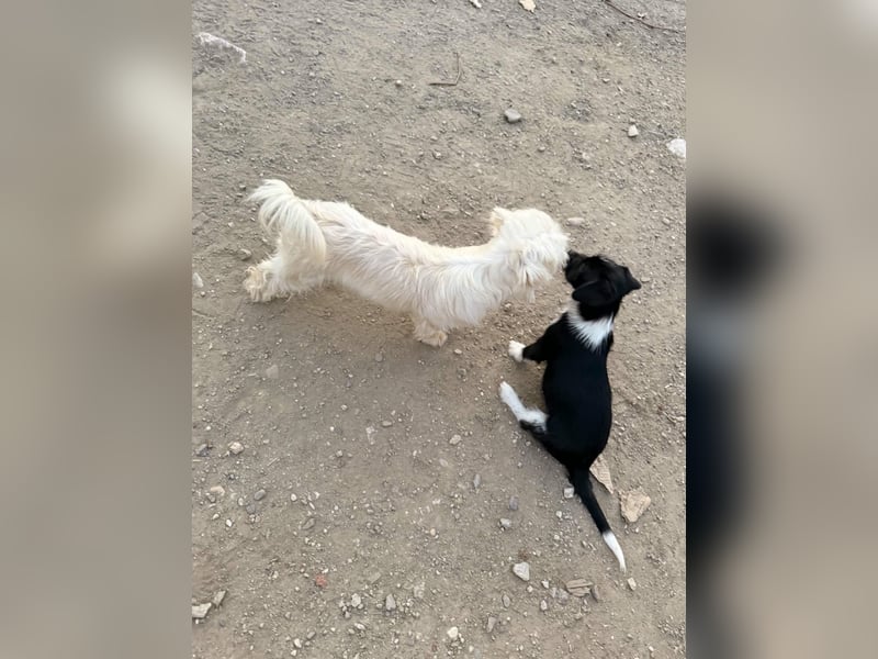 Perla sucht eine liebevolle Familie!