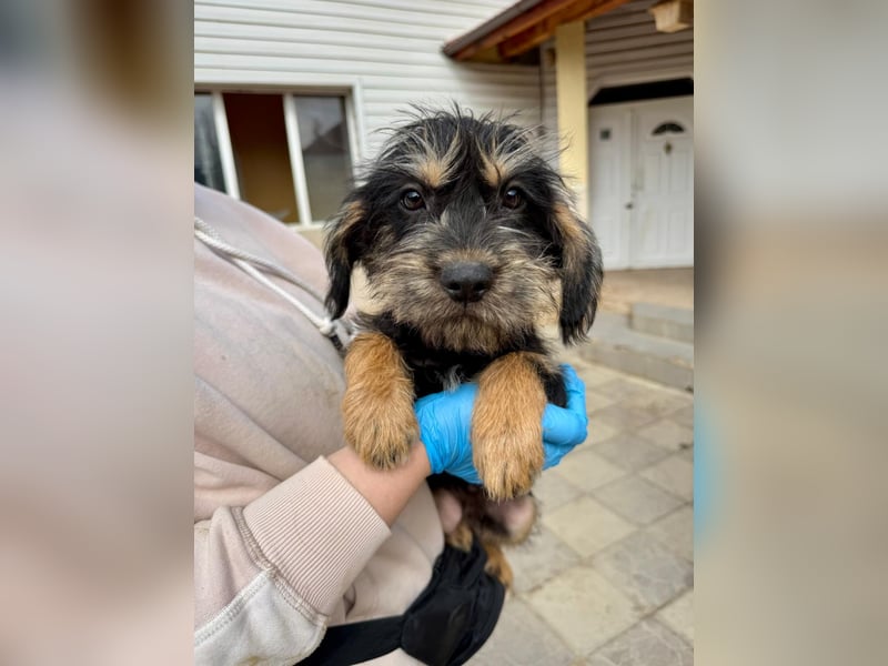 Keks sucht seine Menschen