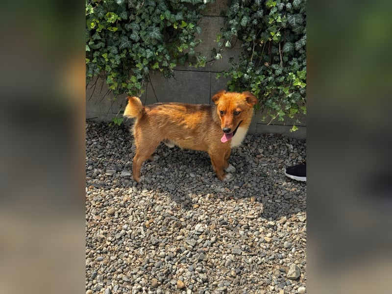 Pixel möchte auch ein Zuhause!