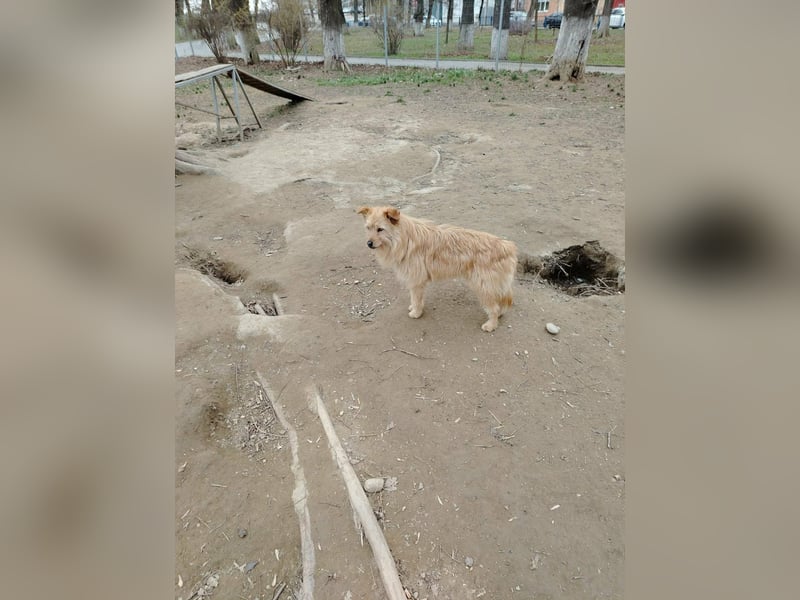 Benny sucht seine Familie