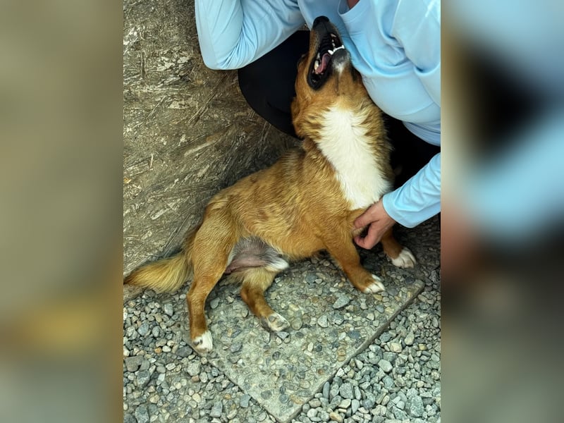 Pixel möchte auch ein Zuhause!