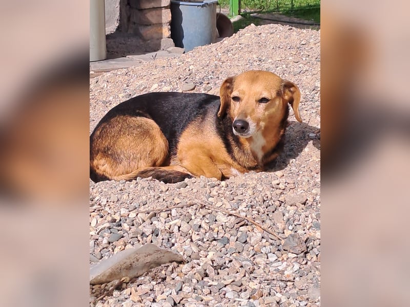 Bibi sucht ruhiges Zuhause!