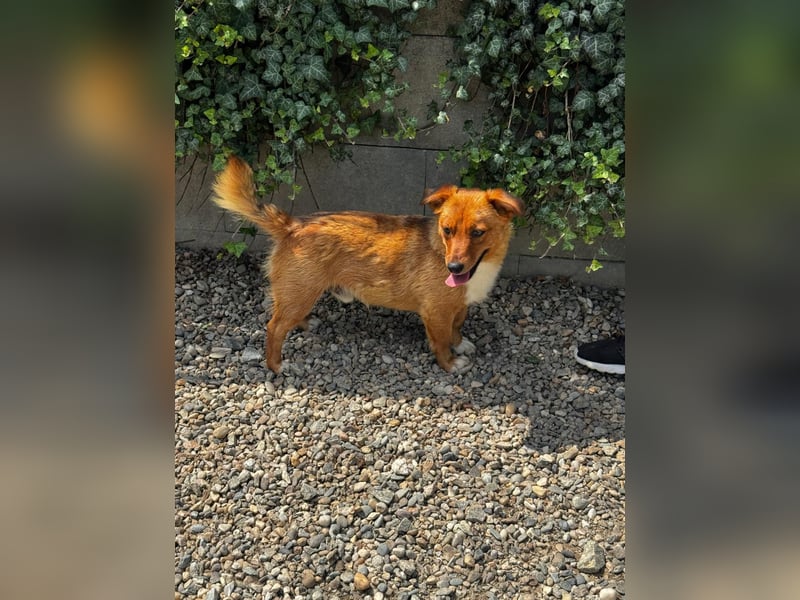 Pixel möchte auch ein Zuhause!
