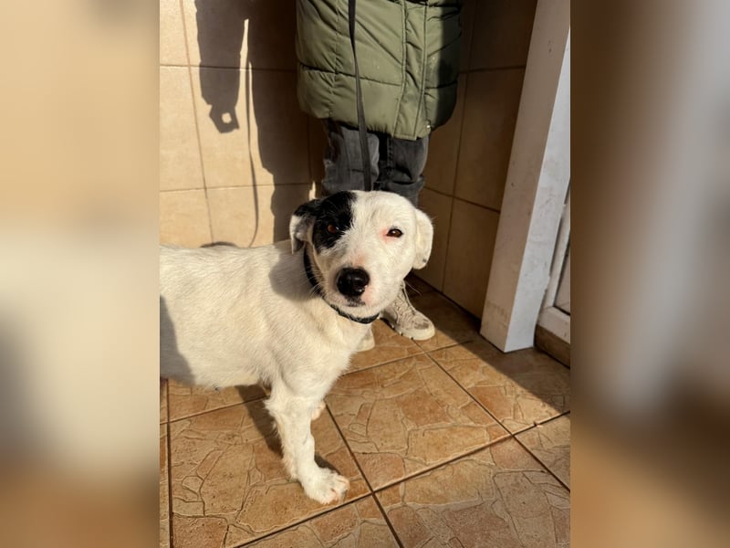 Spoty sucht Ihre Menschen