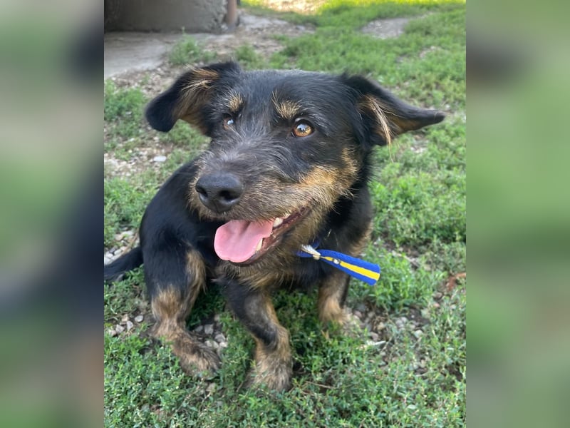 Coco sucht eine liebevolle Familie