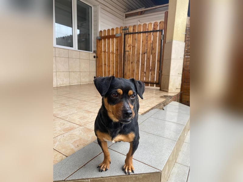 Liza - süße Maus sucht Ihre Familie